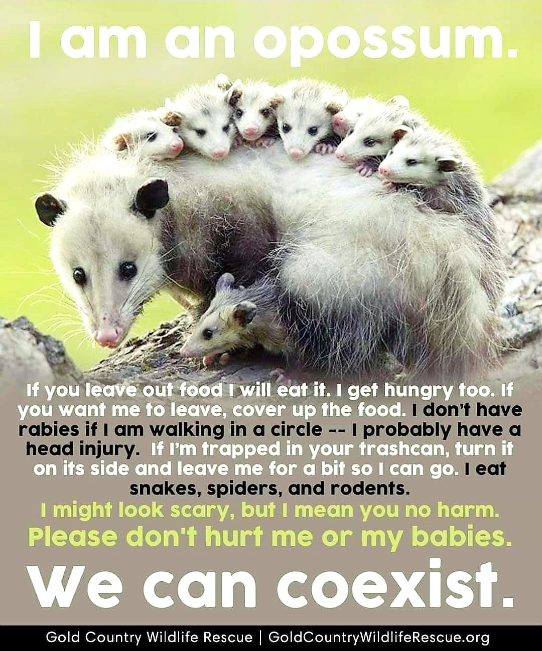 Possums (Opossums) are great to have around, and they do not att