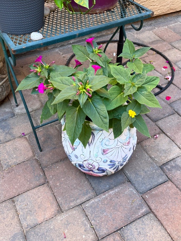 My flower arrangement