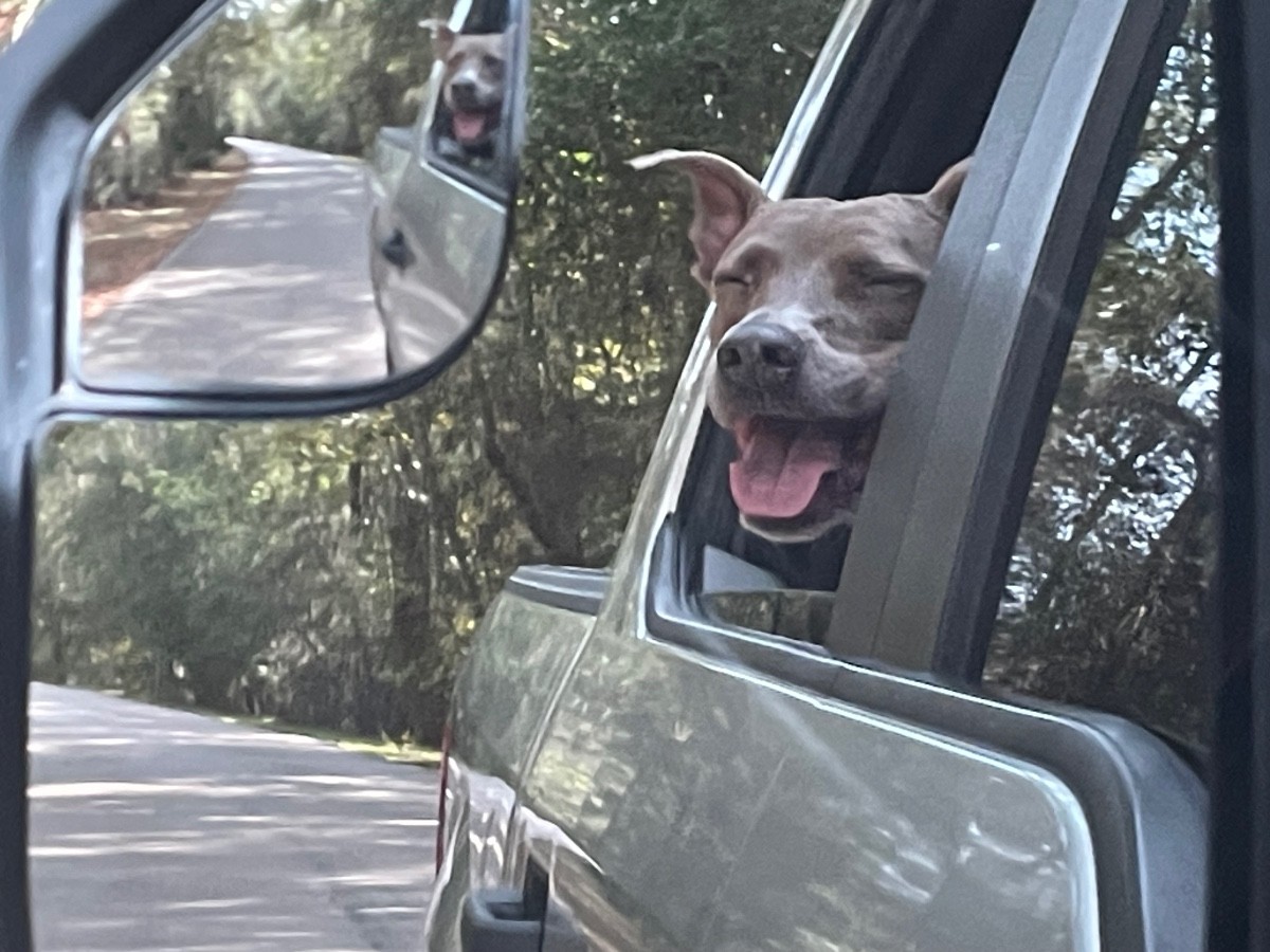 This is Ginger, smiling because she's on her way to the park to