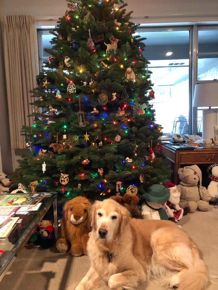 The Christmas tree is up