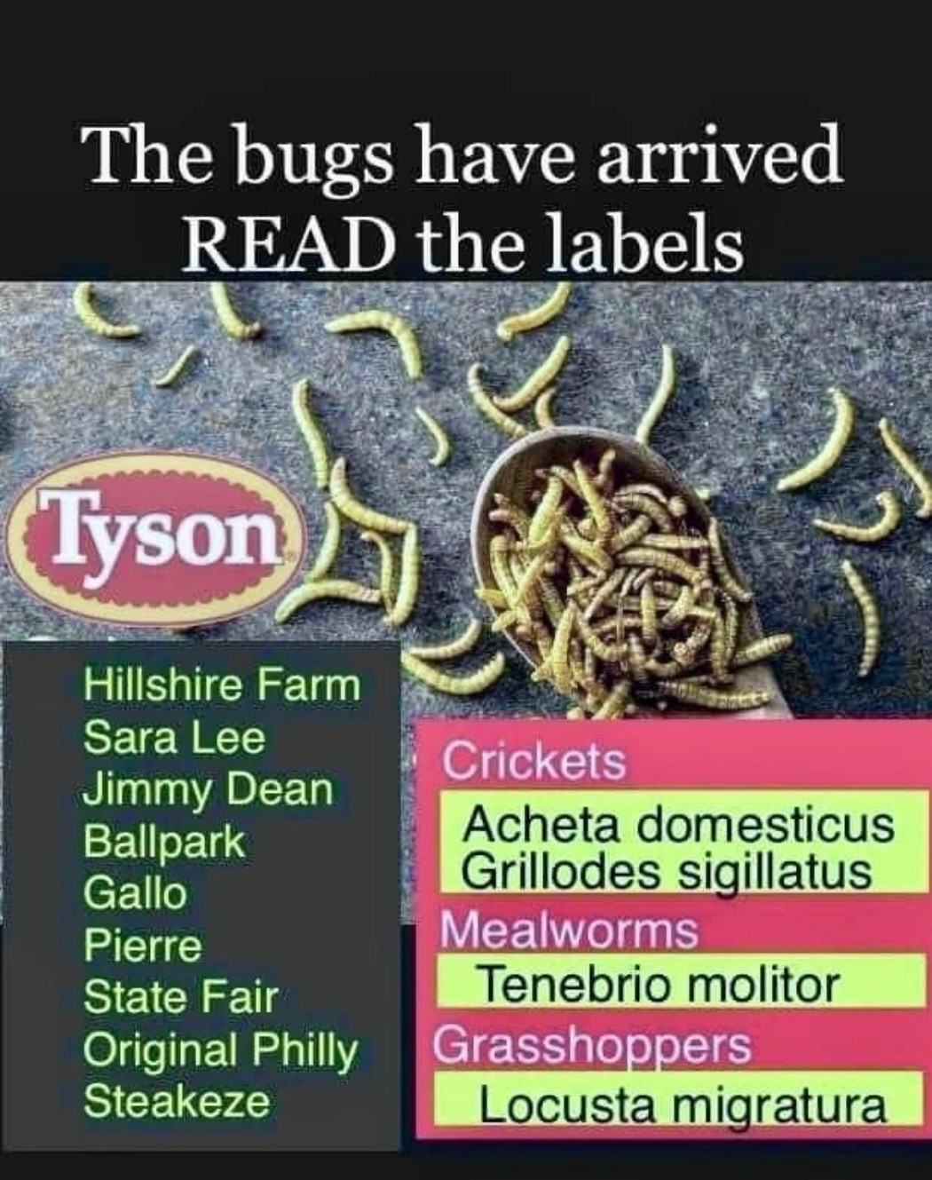 Name brands that contain bugs in the ingredients
