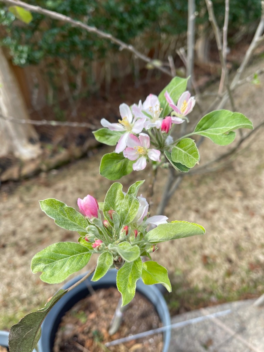 Spring blossoms