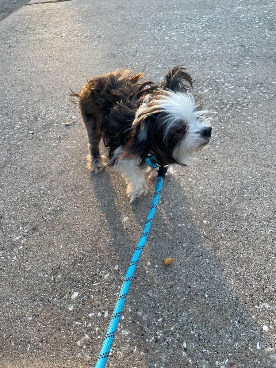 Found lost dog! Call Norah at 8329661170