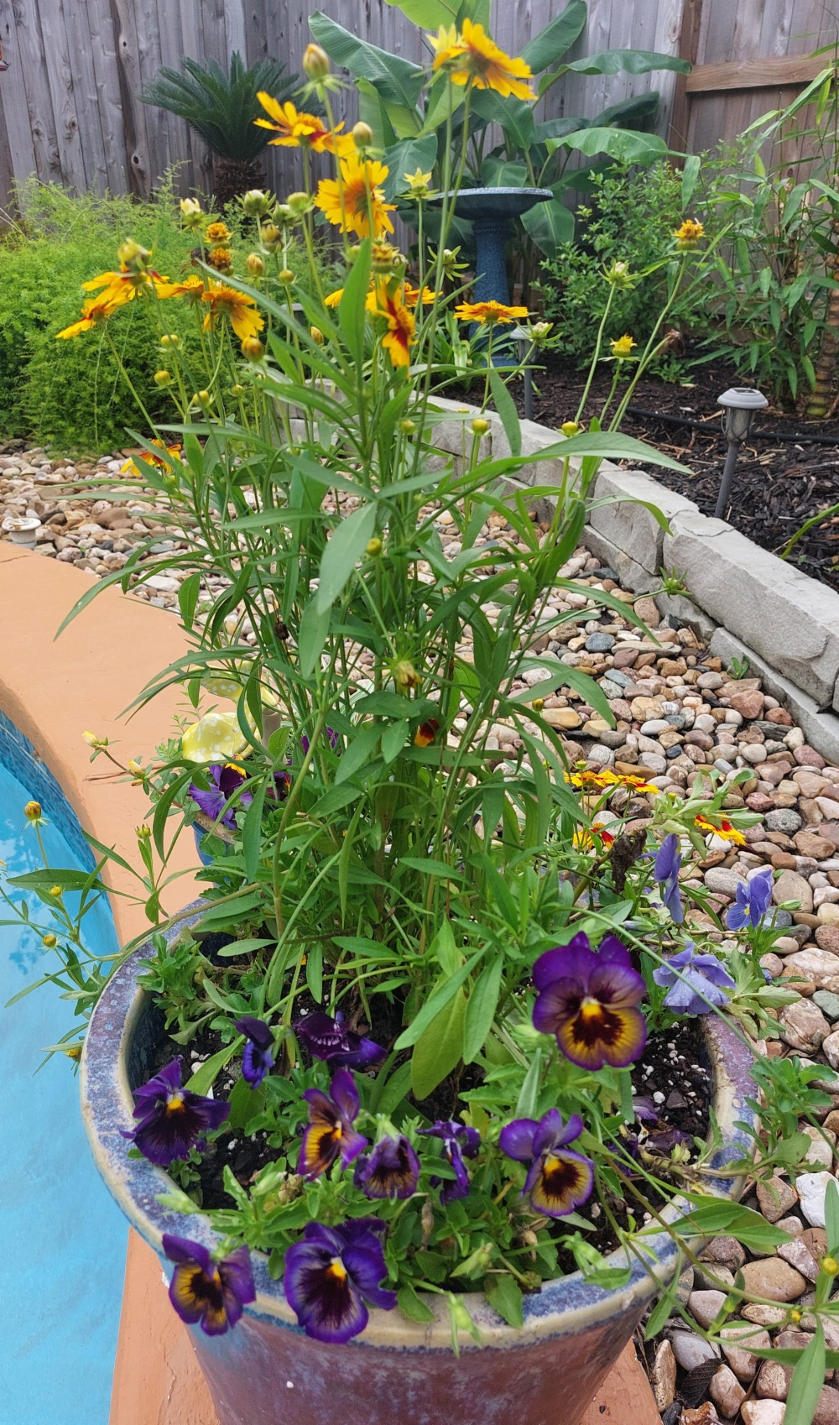 Pansies Are Happy pansies-are-happy