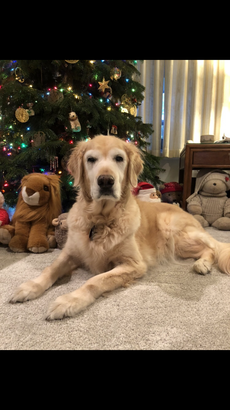 Happy national Golden Retriever day