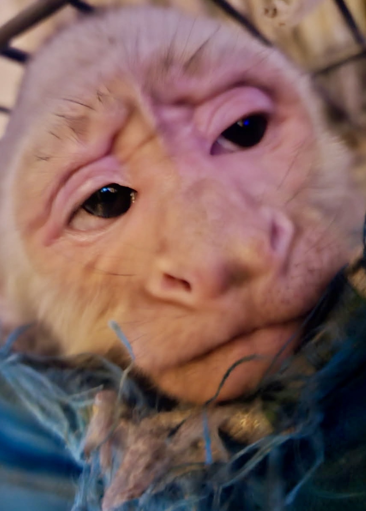 Grumpy Monkey Real grumpy monkey boy