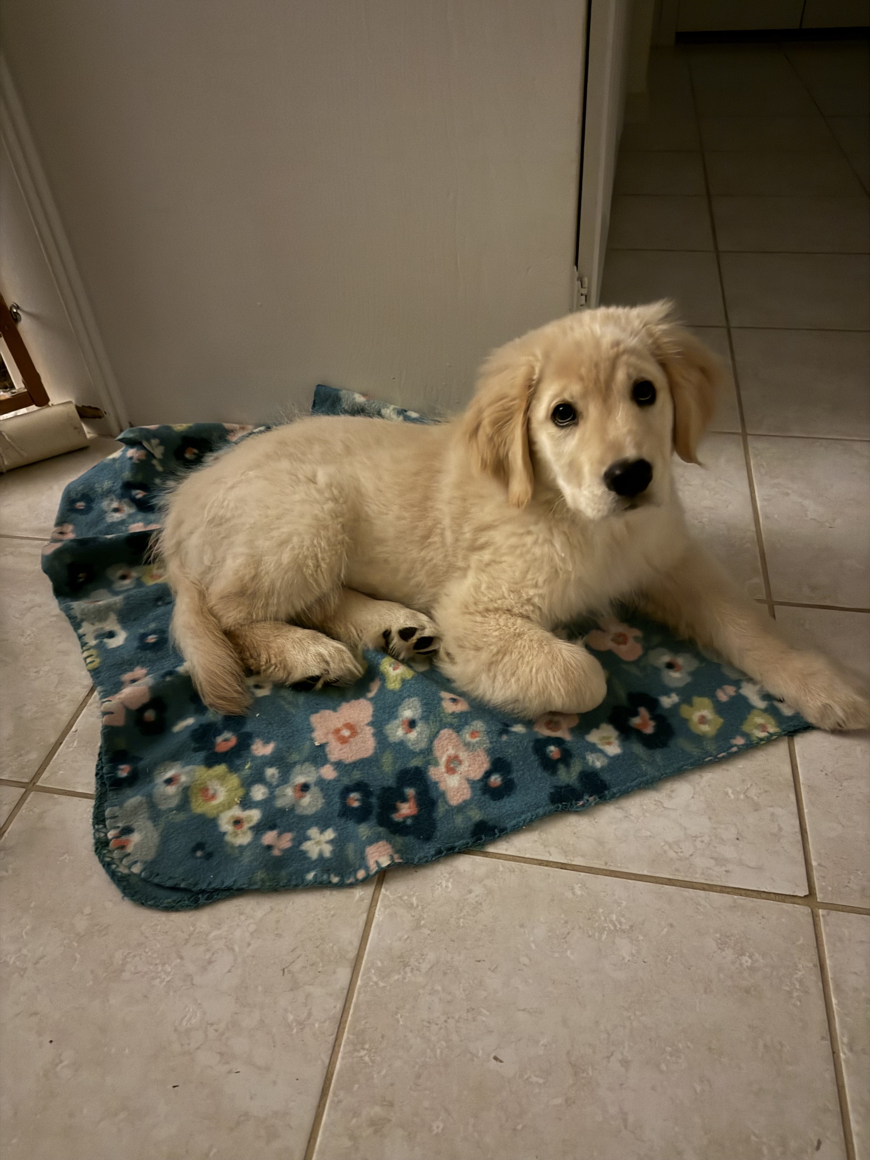 Ruff Ruff Puppy Its National Puppy Day (ruff ruff)!