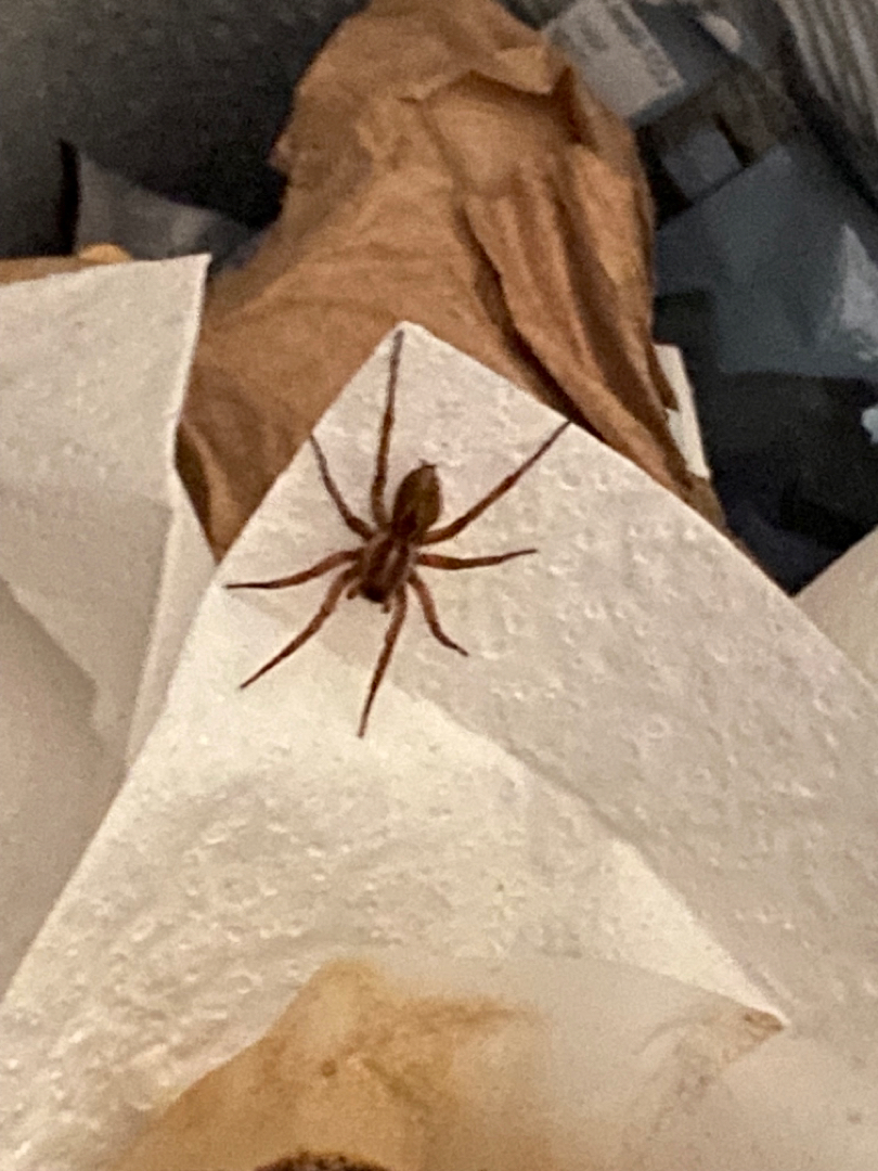What kind of spider is this living in my garbage can?