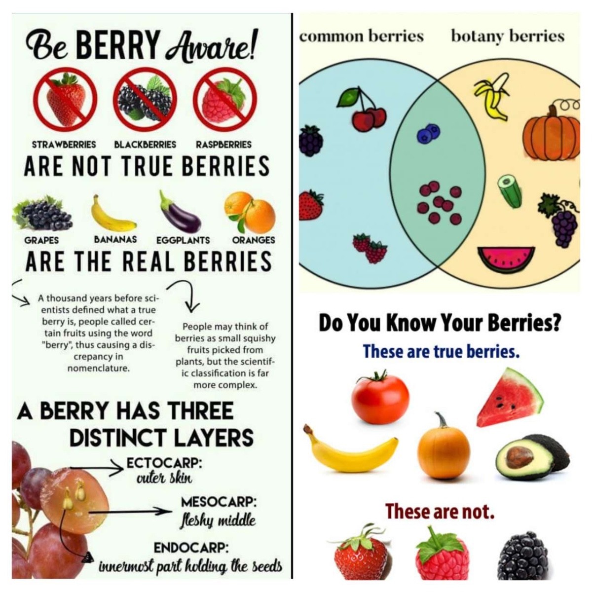 Did you know that raspberries and strawberries are not berries,